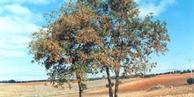 Quejigo - Porte (Quercus faginea)