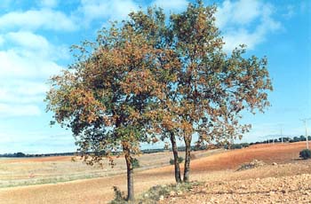 Quejigo - Porte (Quercus faginea)