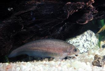 Cuchillo africano (Xenomystis nigris)