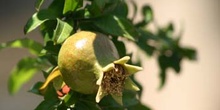 Granado - Fruto (Punica granatum)