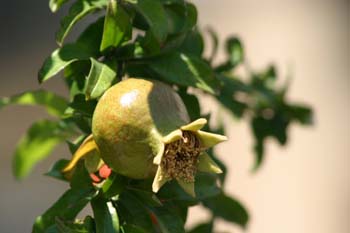 Granado - Fruto (Punica granatum)