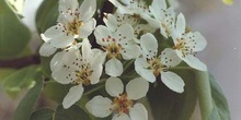 Peral - Flor (Pyrus communis)