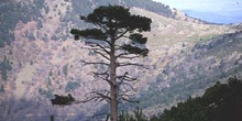 Pino silvestre - Porte (Pinus sylvestris)