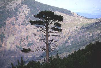 Pino silvestre - Porte (Pinus sylvestris)