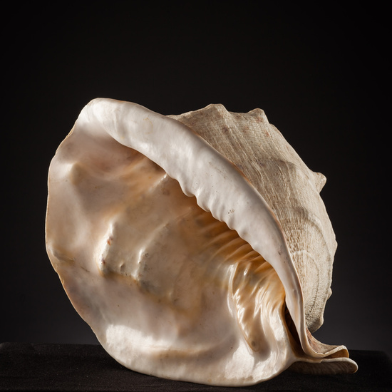 IES_SANISIDRO_BIOLOGIA_431