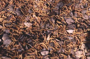 álamo blanco - Flor masc. (Populus alba)