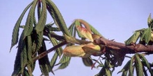 Castaño de Indias - Hojas (Aesculus hippocastanum)