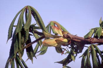 Castaño de Indias - Hojas (Aesculus hippocastanum)