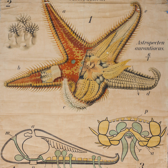 IES_RAMIRODEMAEZTU_BIOLOGIA_032