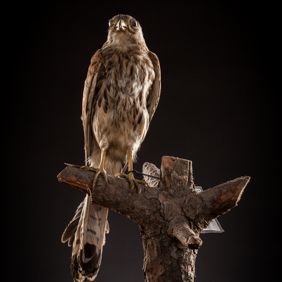 IES_CERVANTES_BIOLOGIA_019