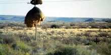 Nido gigante de pájaro en poste telegráfico, Namibia