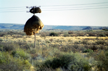 Nido gigante de pájaro en poste telegráfico, Namibia