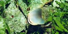 Pez mariposa (Chaetodon baronesa)