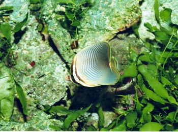 Pez mariposa (Chaetodon baronesa)