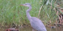 Garza real Ardea cinerea Linnaeus, 1758