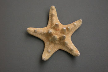 Estrella