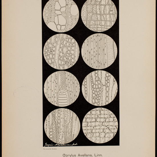 IES_CARDENALCISNEROS_BOTÁNICA_II_LÁMINAS_055