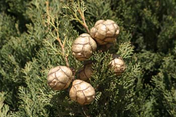 Ciprés - Piñas (Cupressus sempervivens)