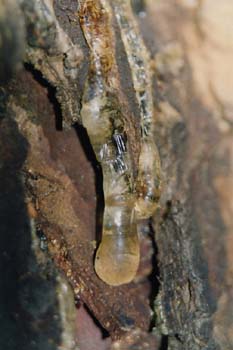 Ciprés -Tronco (Cupressus sempervivens)