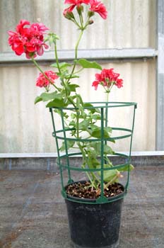 Prolongador de contenedor