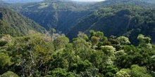 Selva cerca de Kuranda, Queensland, Australia