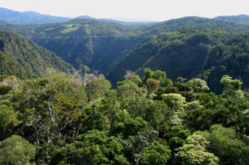 Selva cerca de Kuranda, Queensland, Australia