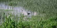 Cigüeñuela (Himantopus bimantopus)