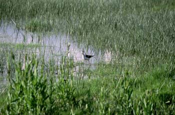 Cigüeñuela (Himantopus bimantopus)