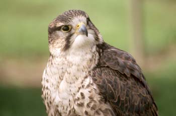 Esmerejón (Falco columbarius)