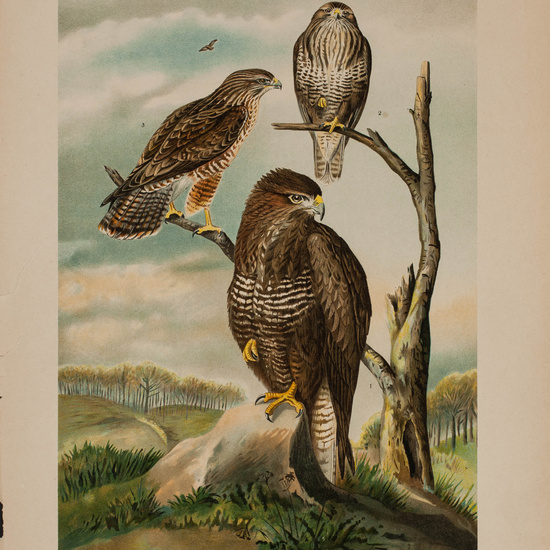 IES_CARDENALCISNEROS_AVES_LAMINAS_183