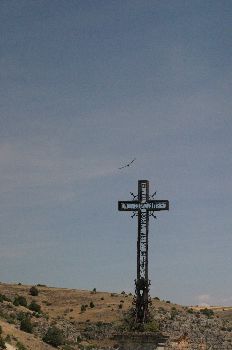 Buitre Leonado, Hoces del Duratón, Segovia, Castilla y León
