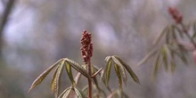Falso castaño de flor roja (Aesculus pavia)