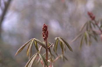 Falso castaño de flor roja (Aesculus pavia)