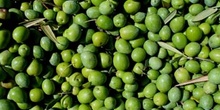 Aceitunas, Extremadura