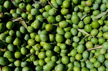 Aceitunas, Extremadura