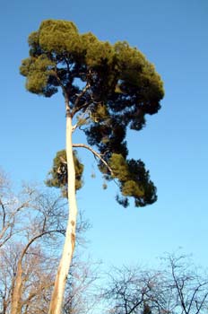 Parque del Retiro, Madrid