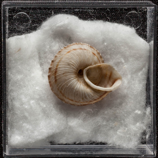 IES_ISABELLACATOLICA_BIOLOGIA_356