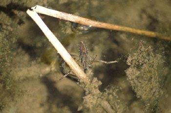 Nadador de espalda (Notonecta glauca)