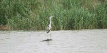 Garza real (Ardea cinerea)