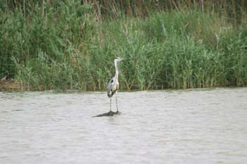 Garza real (Ardea cinerea)