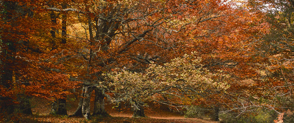 El Hayedo de Montejo