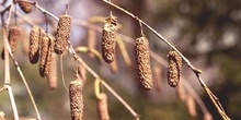 Abedul - Frutos (Betula pubescens)