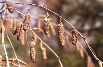 Abedul - Frutos (Betula pubescens)