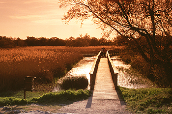 Tablas de Daimiel, Ciudad Real
