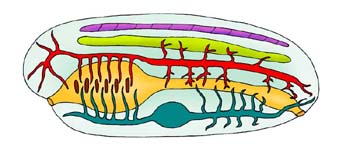 órgano de un ser vivo