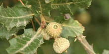 Quejigo - Bellota (Quercus faginea)