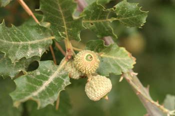 Quejigo - Bellota (Quercus faginea)