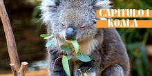1. Koala