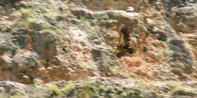 Buitre leonado (Gyps fulvus)