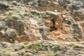 Buitre leonado (Gyps fulvus)